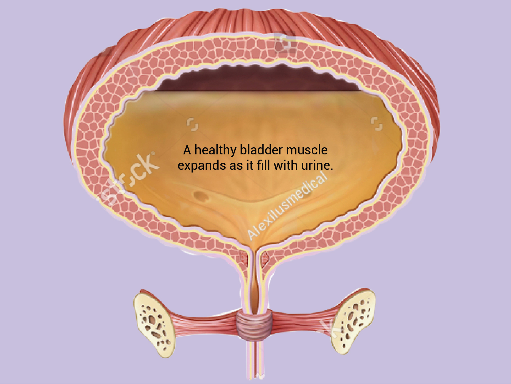 Normal Bladder